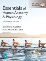Essentials of Human Anatomy & Physiology Marieb 13th Edition — ebook cover